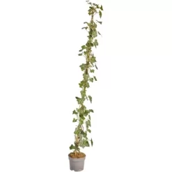 Großblättriger Irischer Efeu Set à 100 Stück Höhe 125 - 150 Cm Topf Ca. 1,5 L