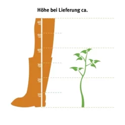 Hainbuche Set à 110 Stück Höhe Ca. 125 - 150 Cm Topf Ca. 5 L Carpinus Betulus -Einrichtungsgeschäft 2 l thuja occidentalis 2