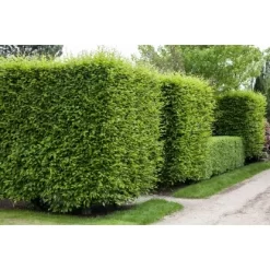 Hainbuche Set à 110 Stück Höhe Ca. 125 - 150 Cm Topf Ca. 5 L Carpinus Betulus -Einrichtungsgeschäft 3855863 3358 3