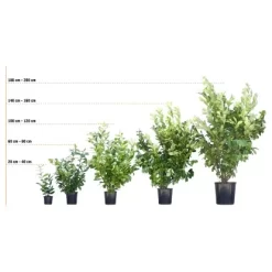 Hainbuche Set à 110 Stück Höhe Ca. 125 - 150 Cm Topf Ca. 5 L Carpinus Betulus -Einrichtungsgeschäft 72246 3358 kirschlorbeer 3