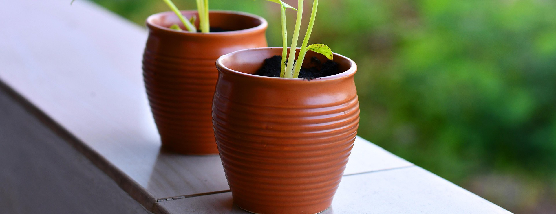 Einrichtungsgeschäft -Einrichtungsgeschäft saplings 5620933 1920